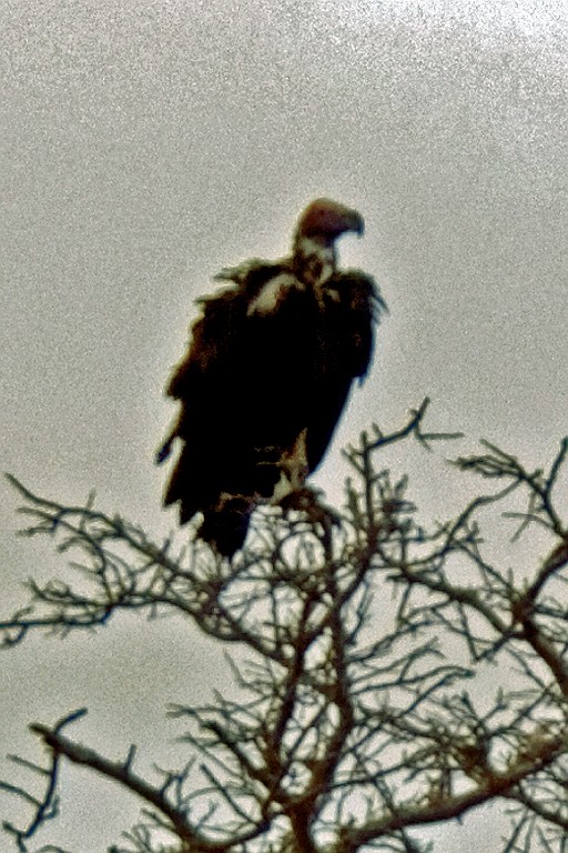Kenia (427).jpg